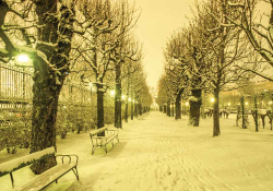 A tree lined walkway in Winter, with the walkway and trees covered in snow at sunset