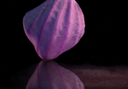 A purple flower against a black background, sitting on reflective surface so it appears there are two flowers