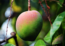 A half-ripe mango, tipped in pink on top gradating toward green at the bottom