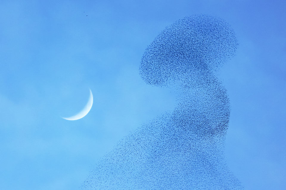 A photograph of a murmuration of starlings in the sky with a crescent moon visible