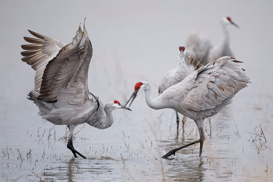 A photograph of two white sandhill cranes fishing in a lake