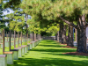 Trees on pedestals lined a grassy walkway
