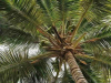 Looking up a palm tree's heart