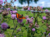 A photograph of a butterfly hovering over a flowering plant. The plant has grown up in a barbed wire fence