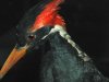 A photograph of an ivory-billed woodpecker