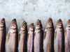 A photograph of a row of sardines laying mouth agape on a bed of ice