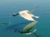 Egret flying over blue water with it's reflection beneath it