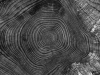 A black and white photograph from above of a tree's rings