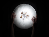 Dried hydrangeas as seen through a paper plate strongly lit from above. A pair of human hands hold the plate at the shadowy edges