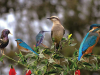 Five birds perched on a rose bush