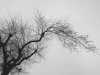 A black and white photograph of a bare tree limb against a grey sky
