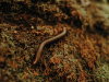 A worm crawls on a ground covered with fungi