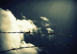 Looking up through a barbed wire fence at clouds gathering in the sky. The picture has a surreal yellow tint from a digital filter.