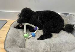 A photograph of a dog chewing on a toy while laying on a large dog bed
