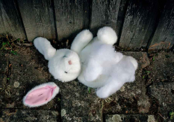A photograph of a stuffed rabbit whose ear has fallen off