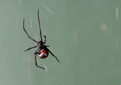 A redback spider hovers on a near-invisible web