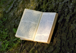 Book under a tree
