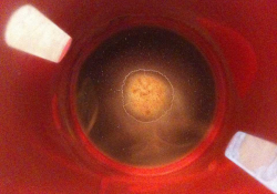 Coffee dregs sitting at the bottom of a red cup, as shot from above
