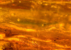 A close up the dense textures in a piece of amber