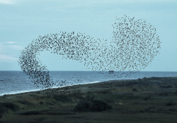 Starling murmuration. Photo by Airwolfhound/Flickr