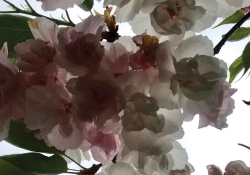A photograph of cherry blossom flowers, shot from below