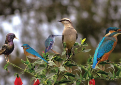 Five birds perched on a rose bush
