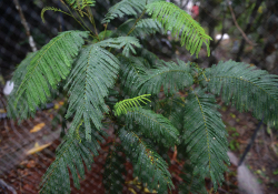 A close up photograph of the fronds of a Serianthes nelsonii sapling