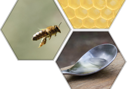 Images of a honey bee, a honey comb, and a spoon inside of hexagonal frames