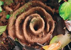 Photo: Himanshu Nerurkar