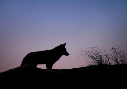 A silhouette of a coyote against a rose-tinted dawn sky